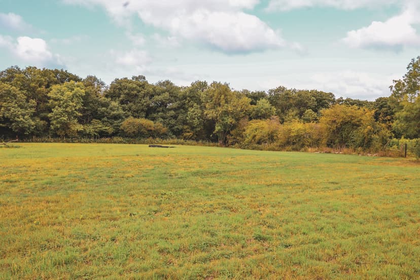 Lush green field for dog walking