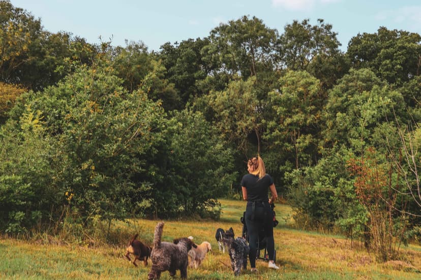 Securely fenced dog field